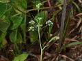 Heartleaf Pimpinel